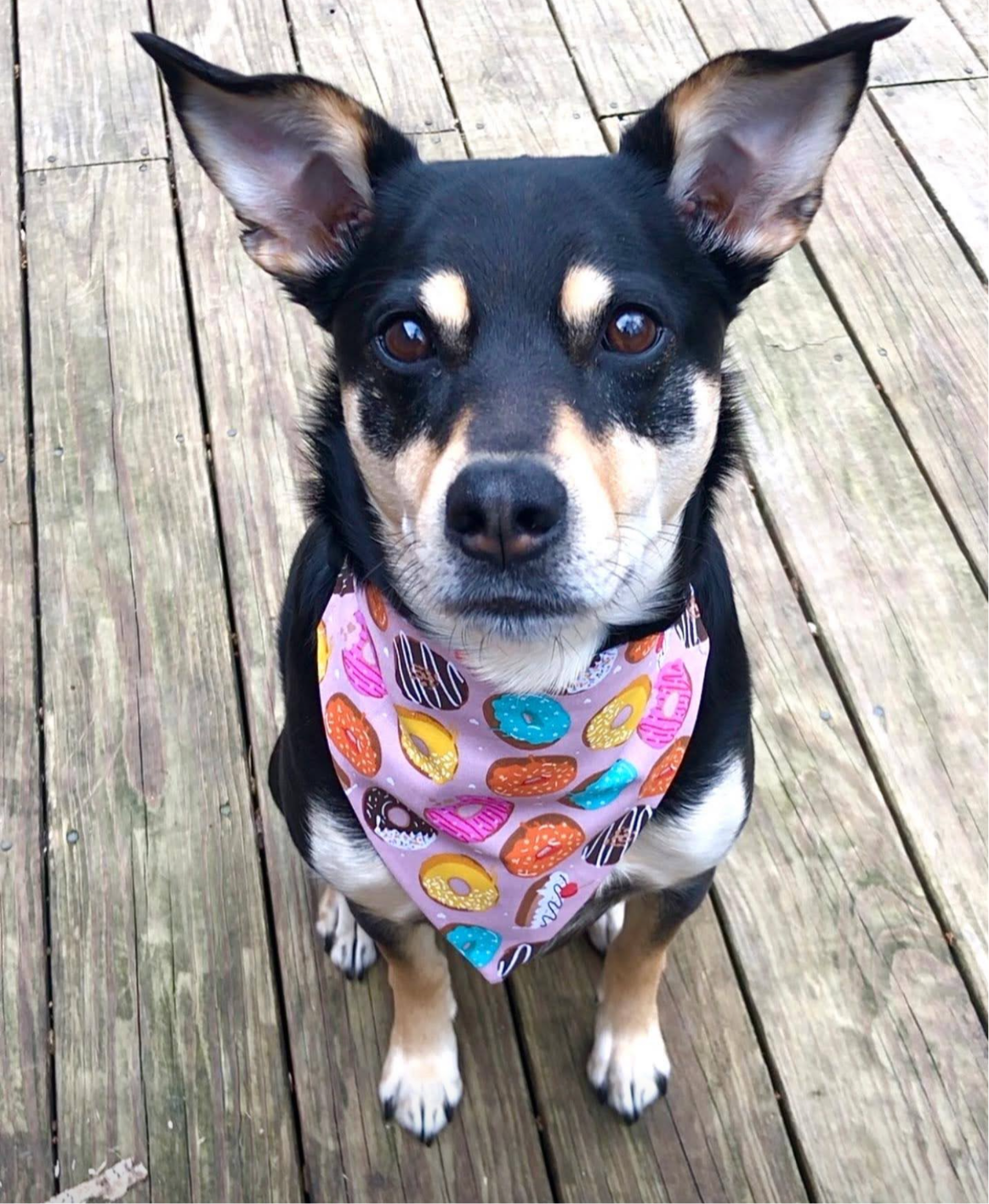 Coffee and Donuts Pet Bandana