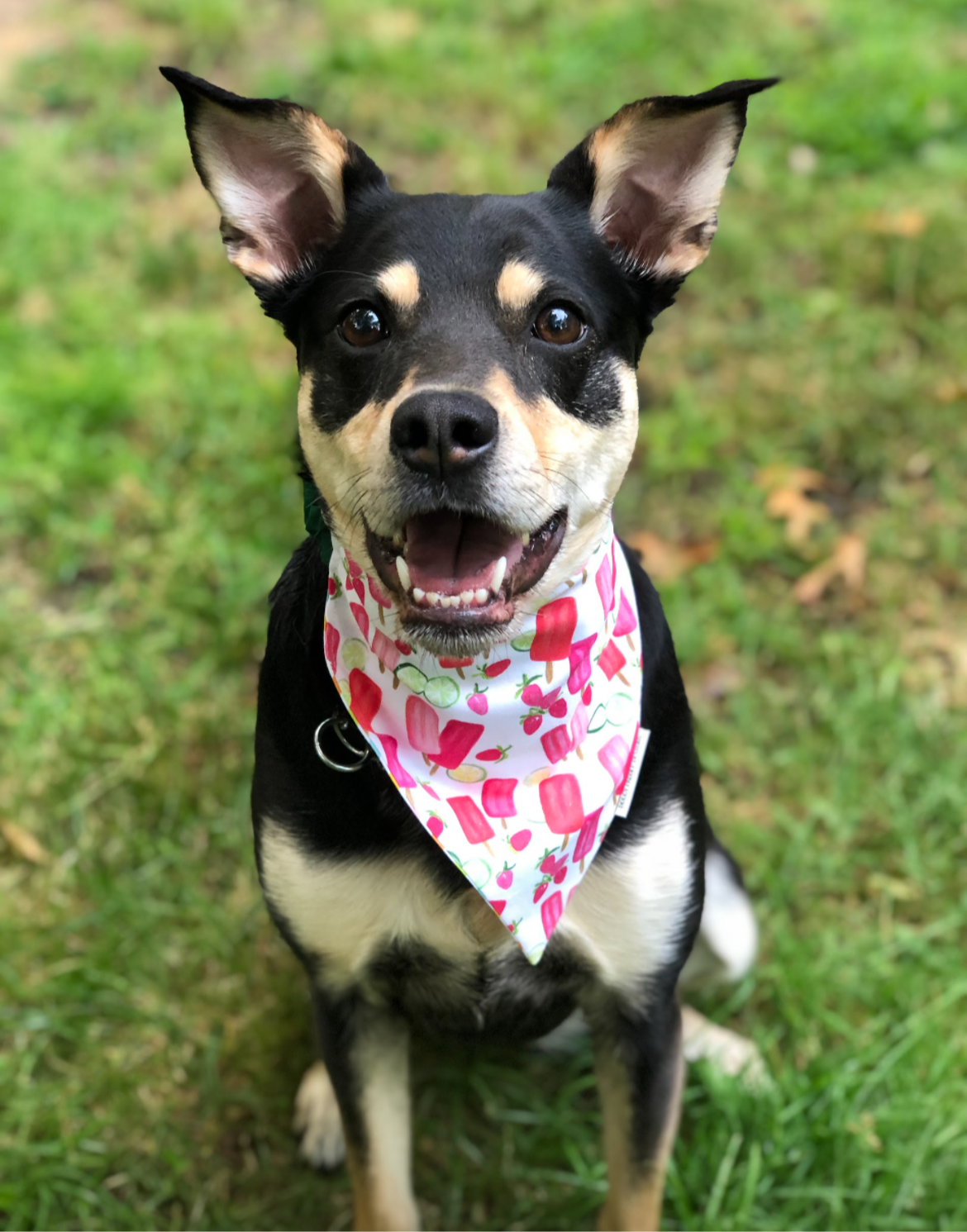 Popsicle Pet Bandana