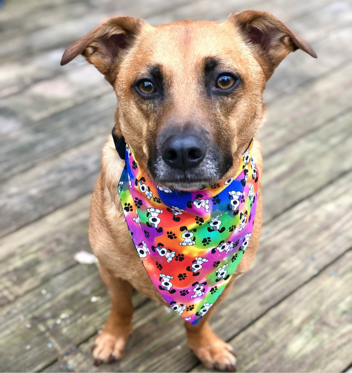 Tie Dye Dogs Pet Bandana