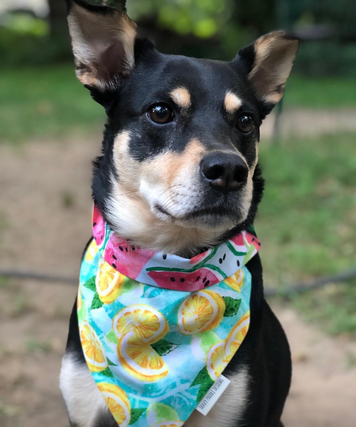 Watermelon Lemon Pet Bandana