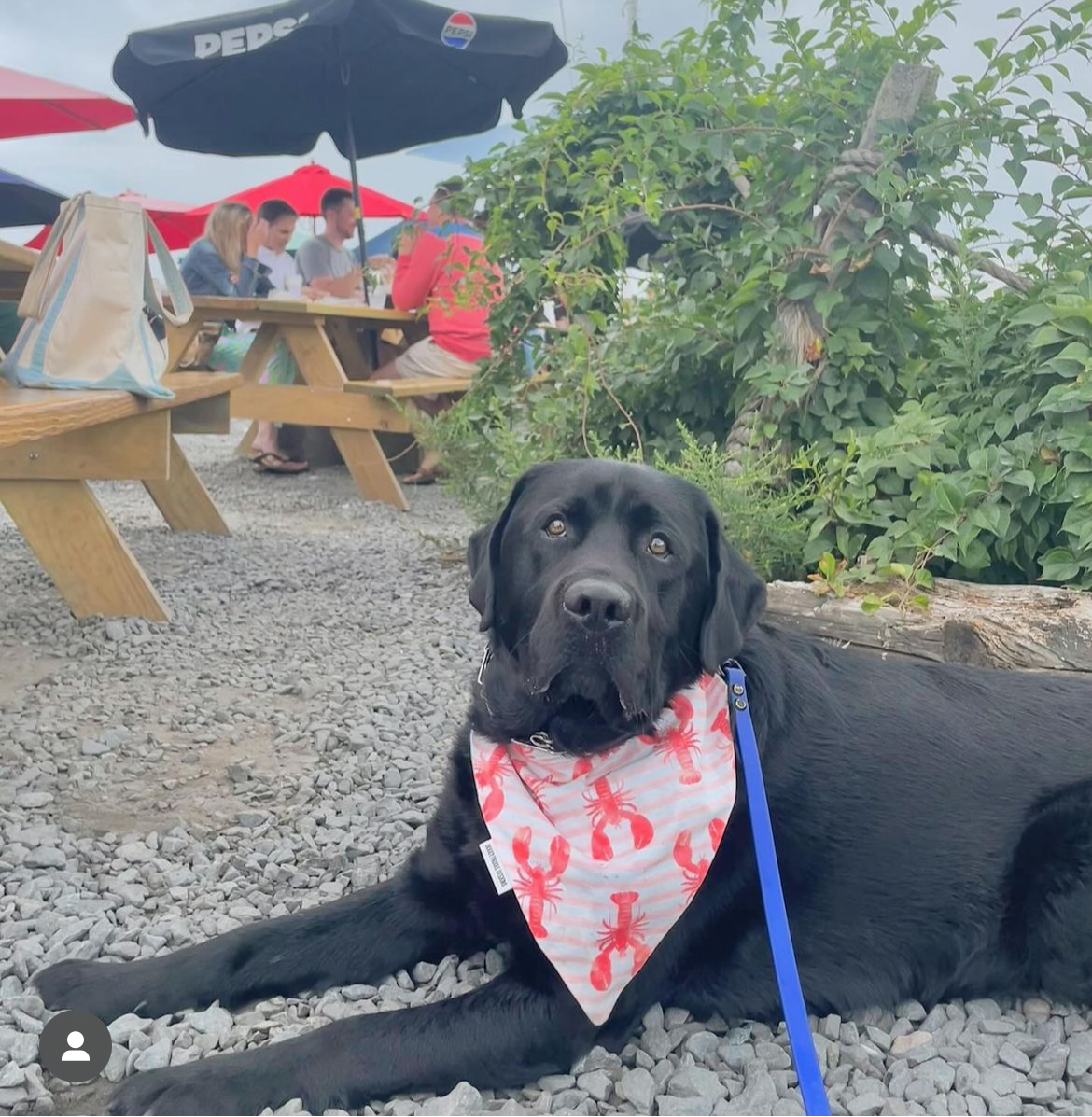 Lobster Boil Pet Bandana