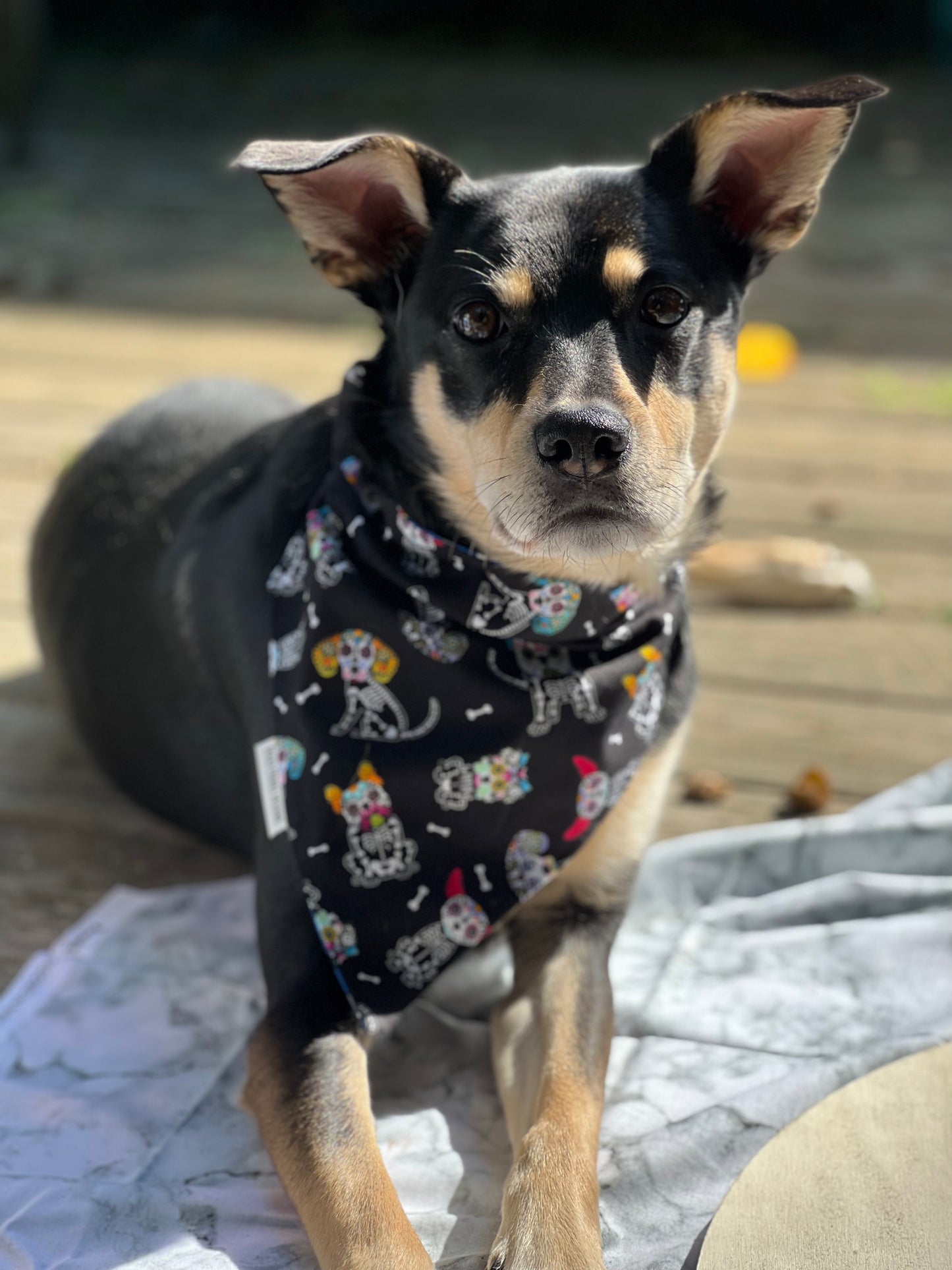 Skeleton Dog Pet Bandana | Halloween Sharks