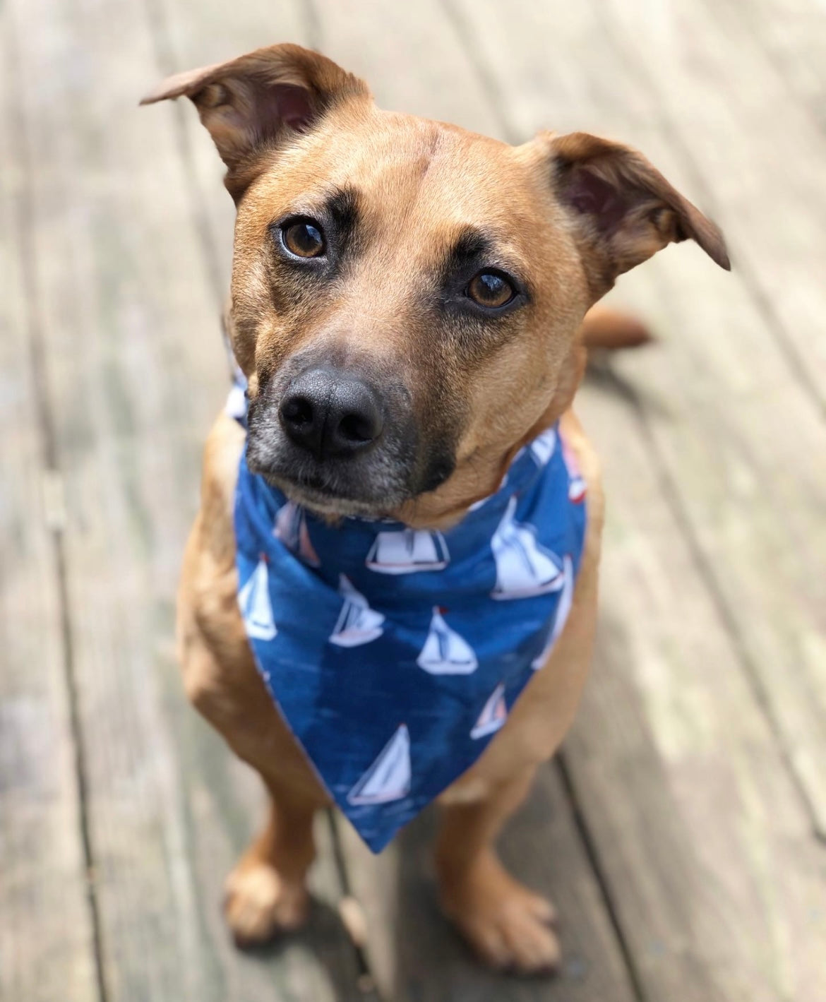 Sailboat Pet Bandana