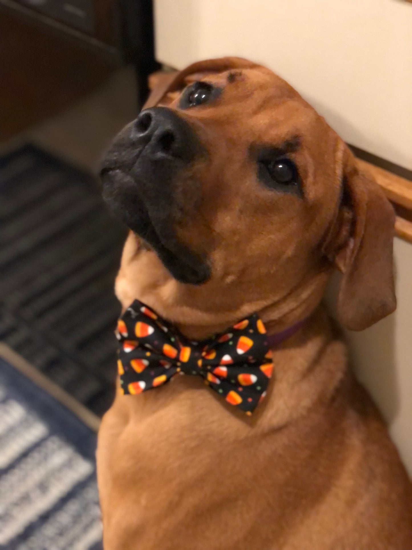 Candy Corn Bow Tie