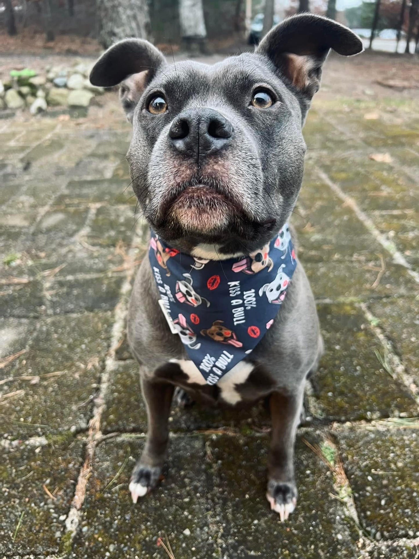 Kiss-a-bull Pet Bandana | Rescued