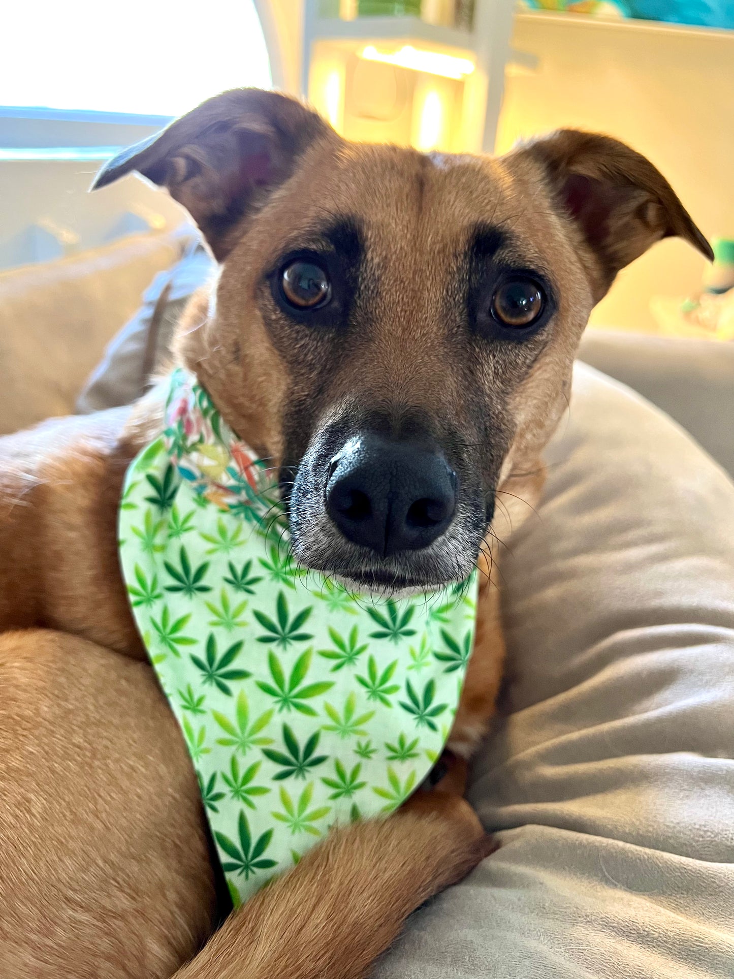 Best Budz Bandana