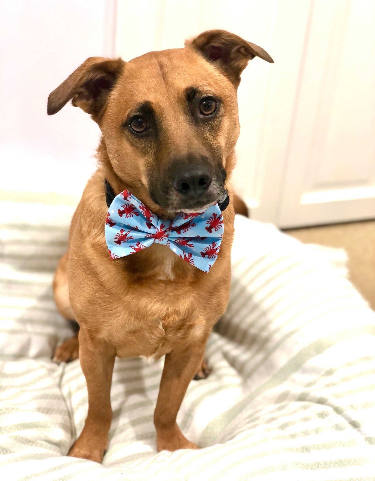 Lobster Bow Tie