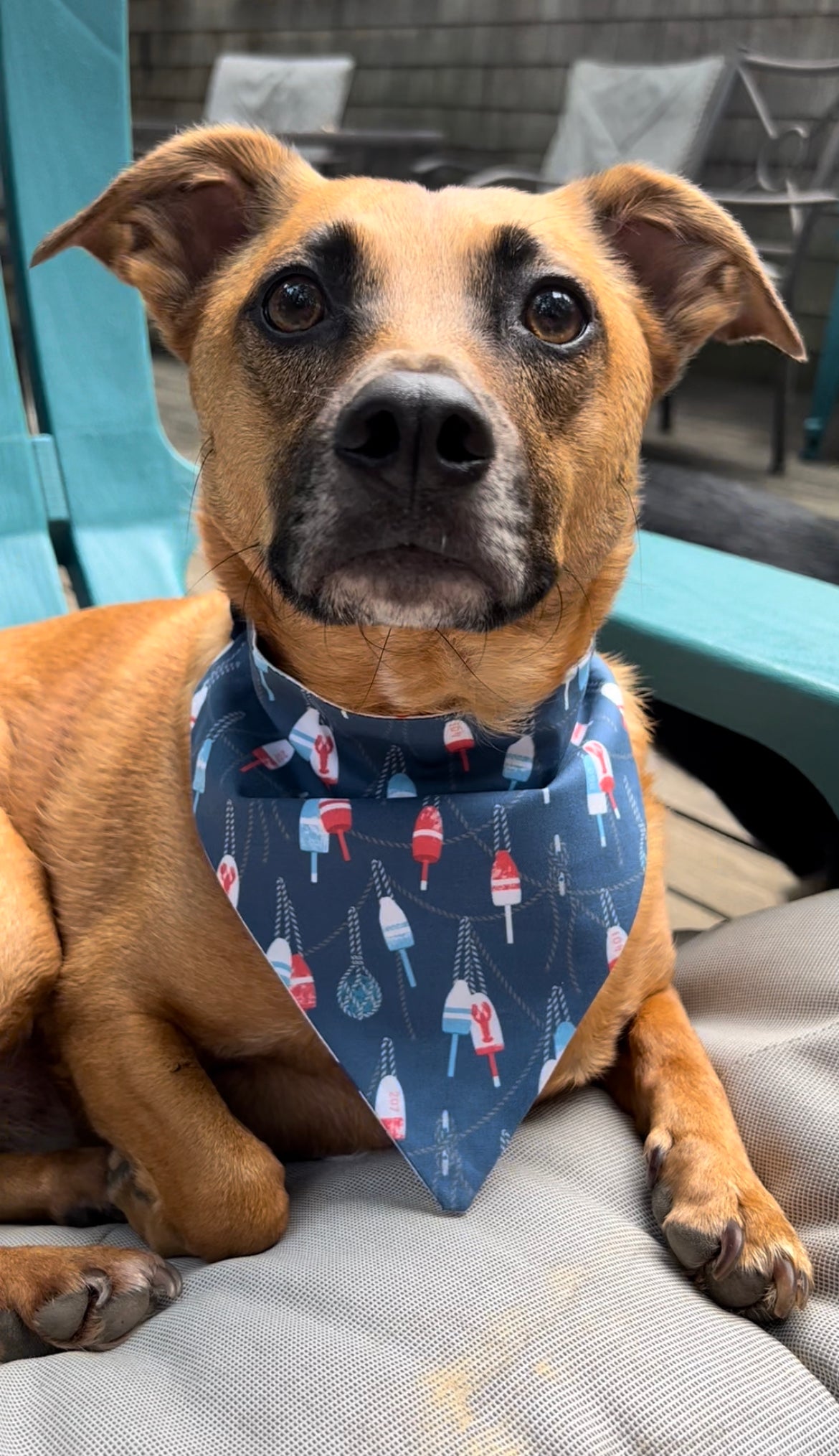 Cape Cod Summer Pet Bandana