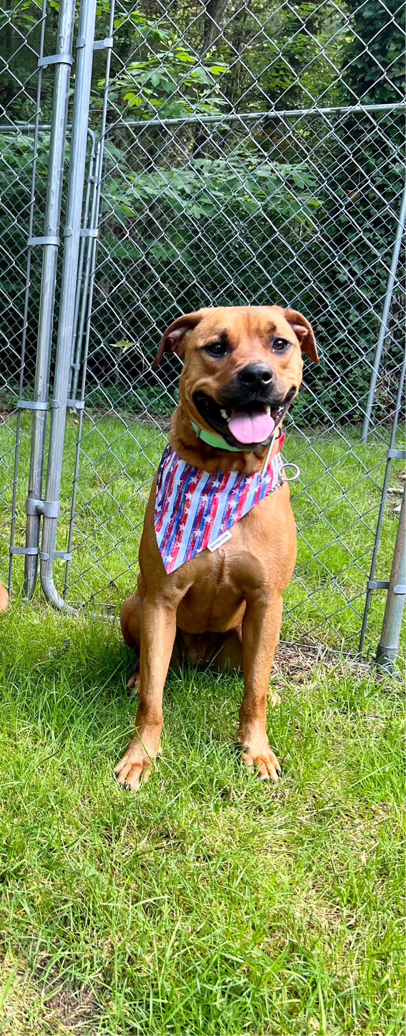 Patriotic Popsicles Pet Bandana