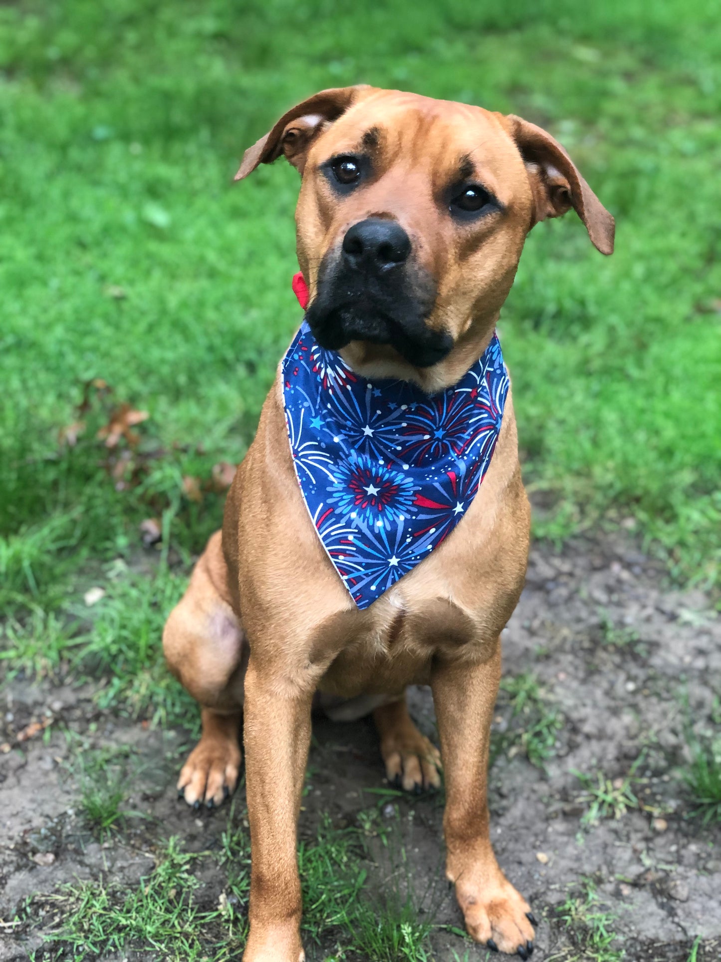 Baby You’re a Firework Pet Bandana