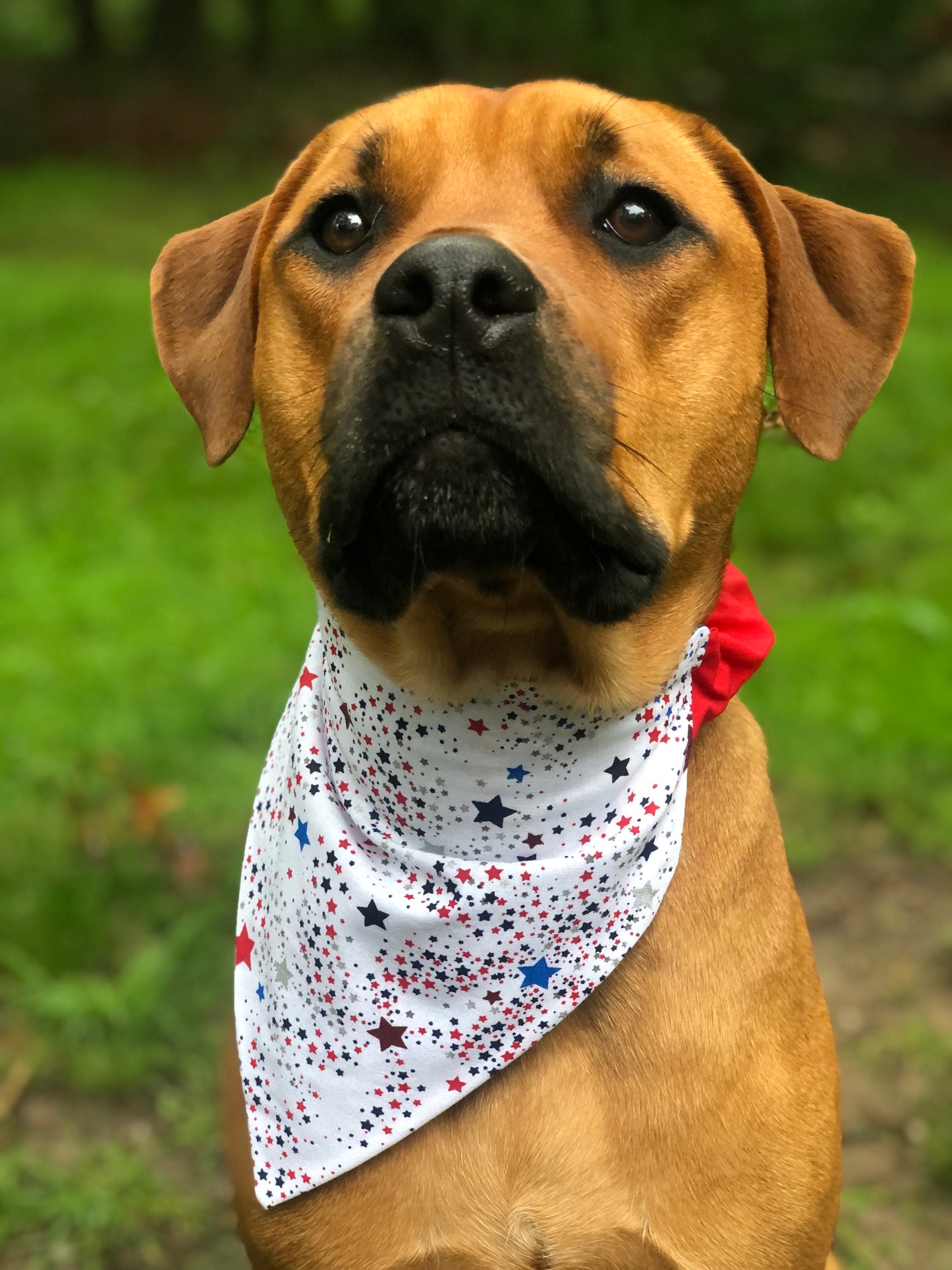 Baby You’re a Firework Pet Bandana