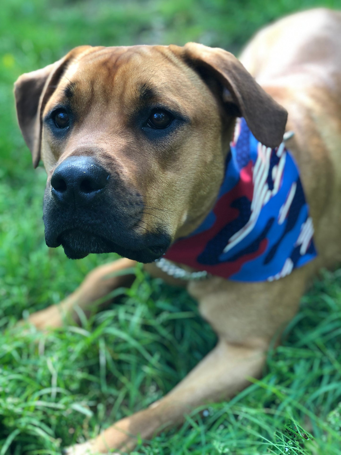 Patriotic Pet Bandana | Paw Print